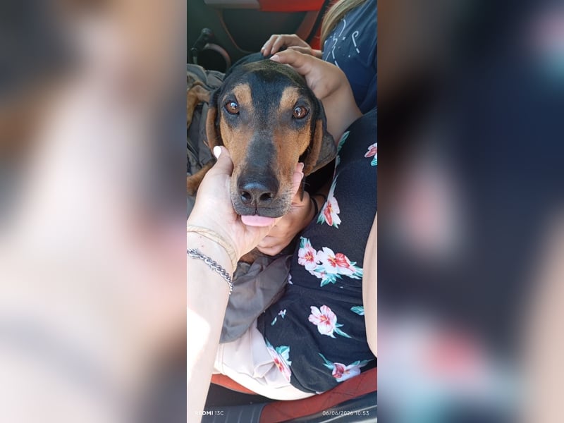 Alkis, liebenswert und wunderschöner JagdhundMix