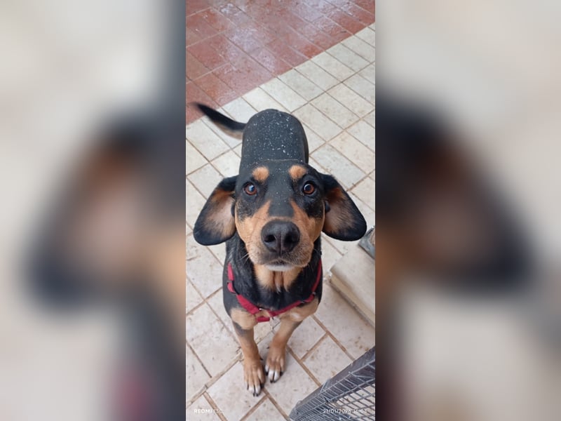 Liebenswerte Roza, JagdhundMix