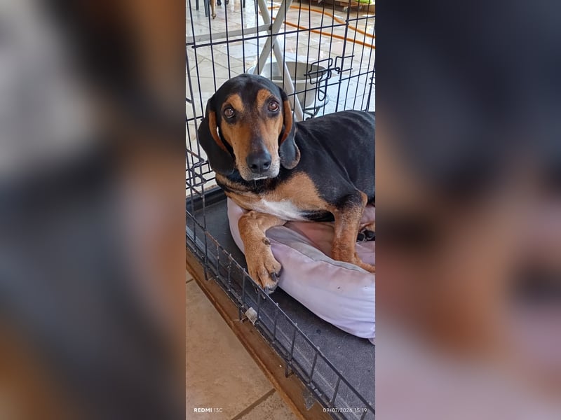 Alkis, liebenswert und wunderschöner JagdhundMix