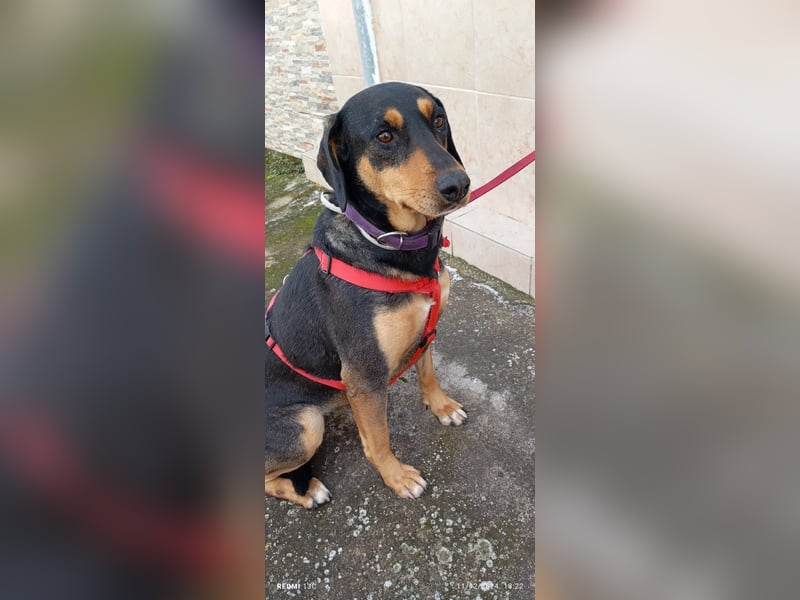 Liebenswerte Roza, JagdhundMix