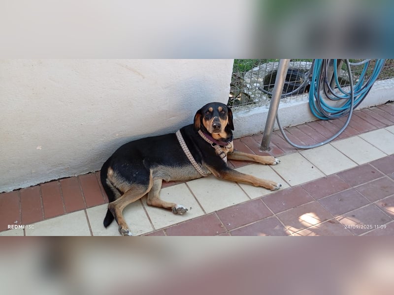 Liebenswerte Roza, JagdhundMix