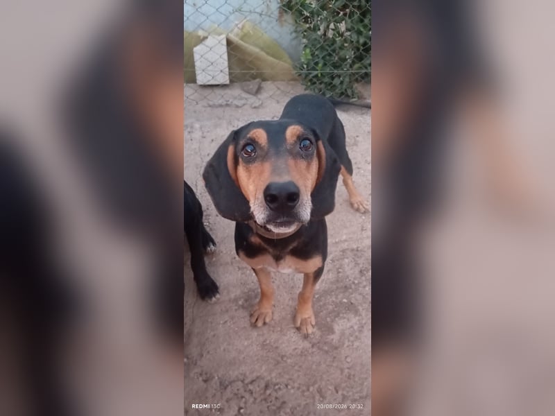 Alkis, liebenswert und wunderschöner JagdhundMix