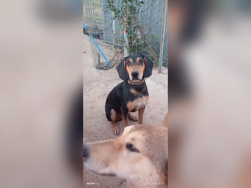 Alkis, liebenswert und wunderschöner JagdhundMix