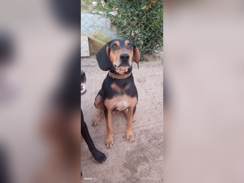 Alkis, liebenswert und wunderschöner JagdhundMix
