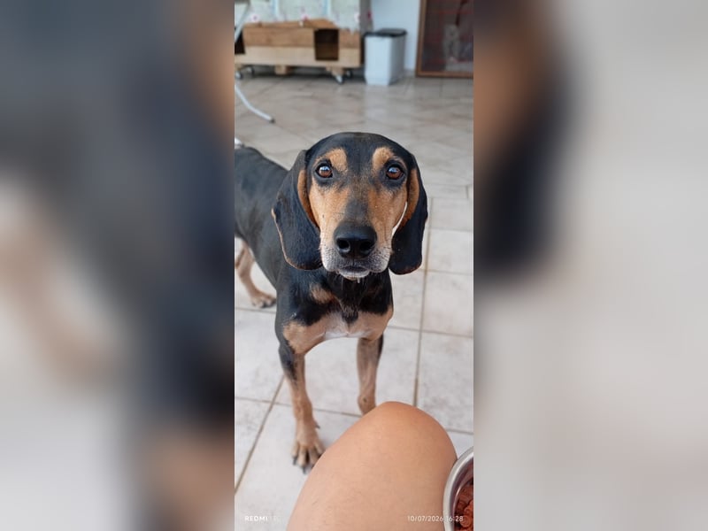 Alkis, liebenswert und wunderschöner JagdhundMix