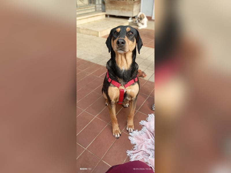 Liebenswerte Roza, JagdhundMix