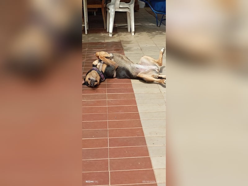 Liebenswerte Roza, JagdhundMix