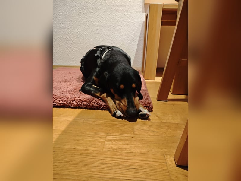 Kiki: Lebensfrohe Junghündin sucht ihr Glück