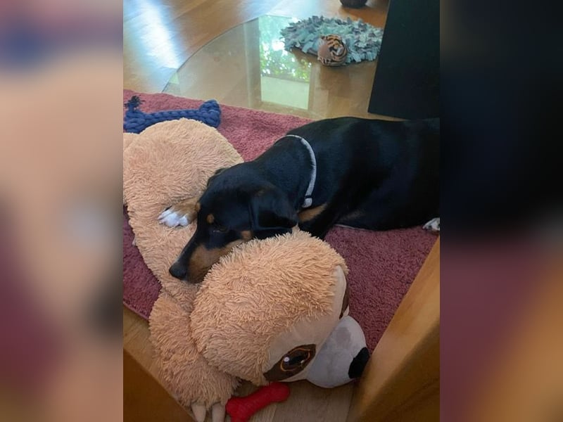 Kiki: Lebensfrohe Junghündin sucht ihr Glück