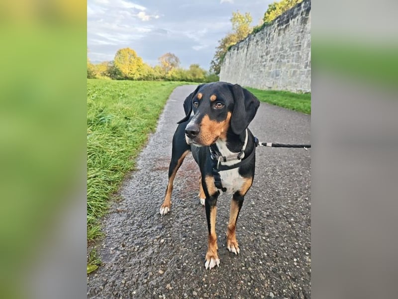 Kiki: Lebensfrohe Junghündin sucht ihr Glück