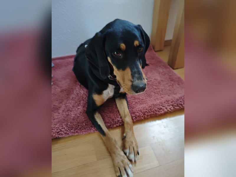 Kiki: Lebensfrohe Junghündin sucht ihr Glück