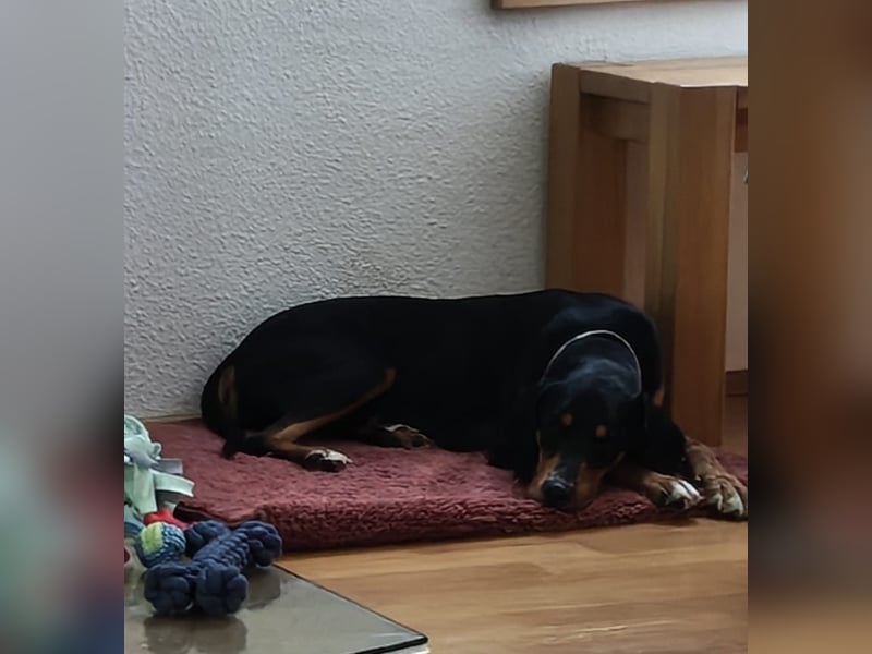 Kiki: Lebensfrohe Junghündin sucht ihr Glück