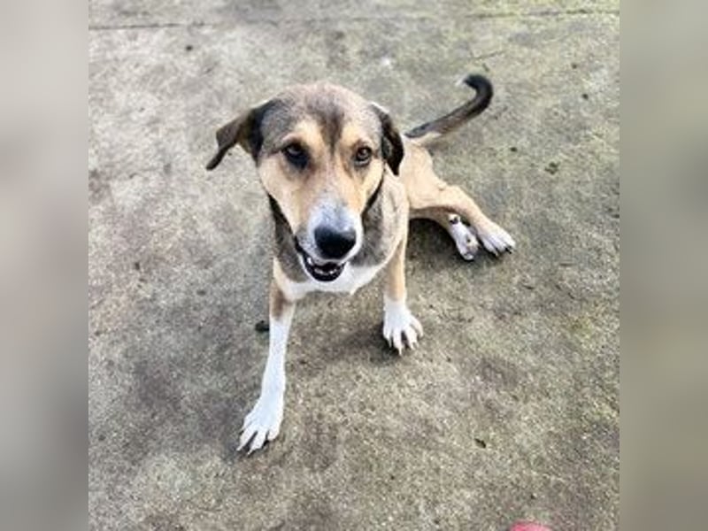 Panos - Pechvogel sucht sein Glück