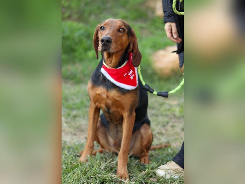 Chooper – Ein junger Hund mit großem Herzen sucht sein Zuhause