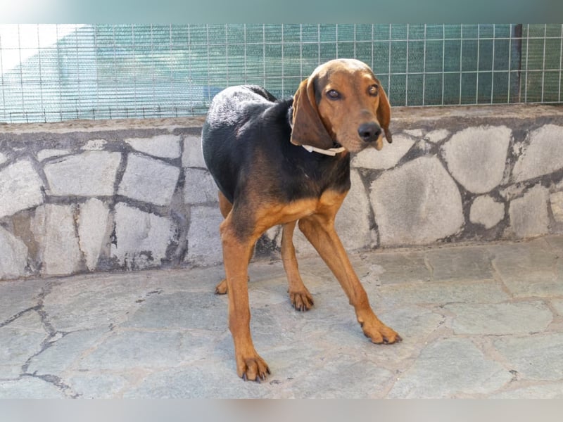 Chooper – Ein junger Hund mit großem Herzen sucht sein Zuhause