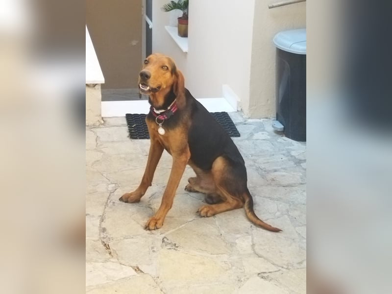 Chooper – Ein junger Hund mit großem Herzen sucht sein Zuhause