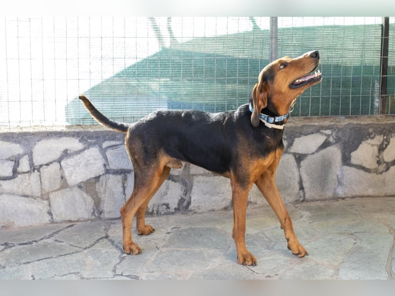 Chooper – Ein junger Hund mit großem Herzen sucht sein Zuhause