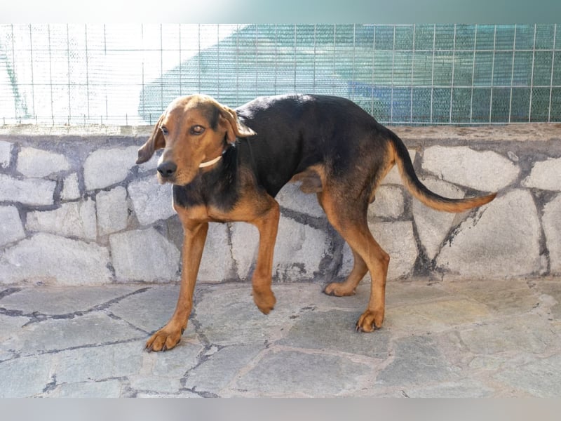 Chooper – Ein junger Hund mit großem Herzen sucht sein Zuhause