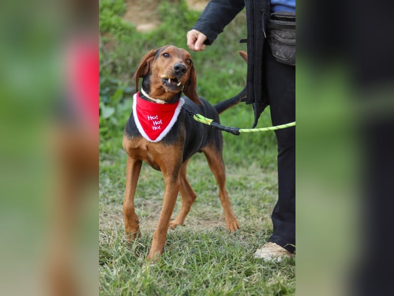 Chooper – Ein junger Hund mit großem Herzen sucht sein Zuhause