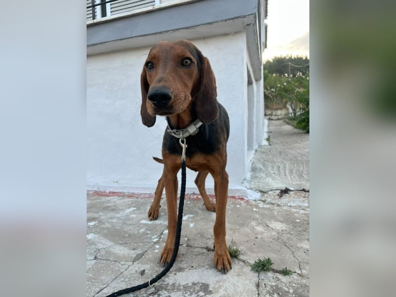 Chooper – Ein junger Hund mit großem Herzen sucht sein Zuhause