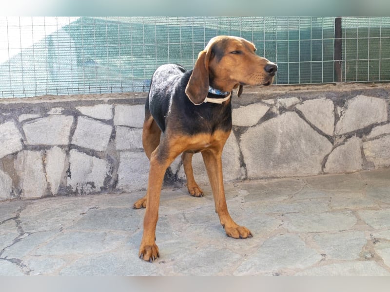 Chooper – Ein junger Hund mit großem Herzen sucht sein Zuhause