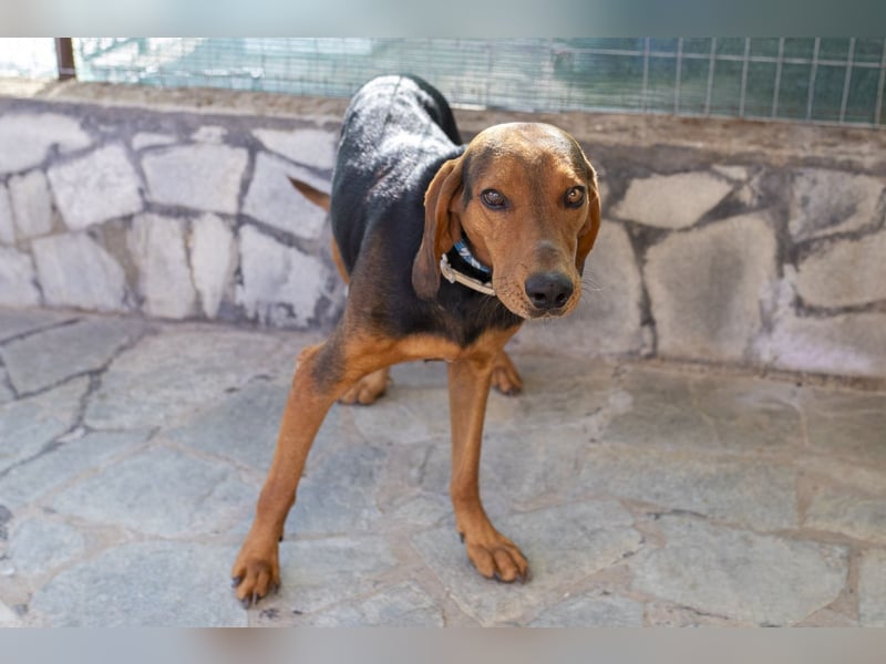 Chooper – Ein junger Hund mit großem Herzen sucht sein Zuhause