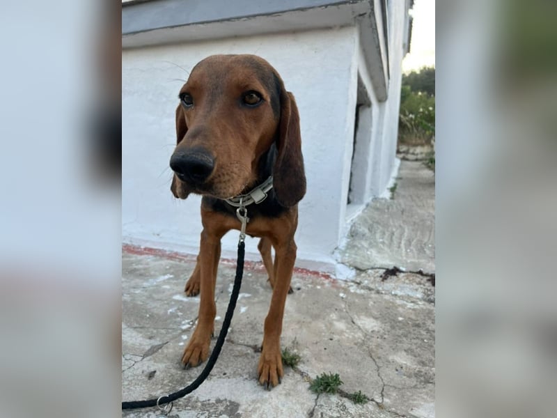 Chooper – Ein junger Hund mit großem Herzen sucht sein Zuhause