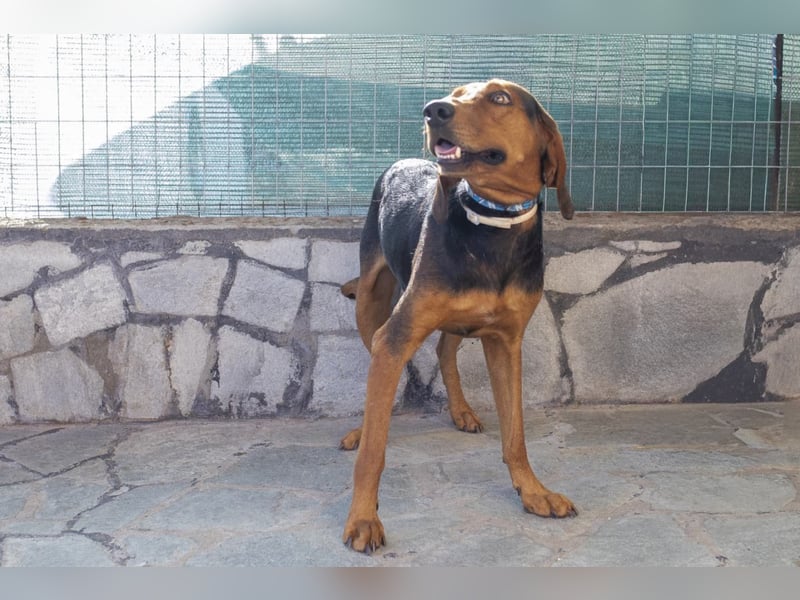 Chooper – Ein junger Hund mit großem Herzen sucht sein Zuhause