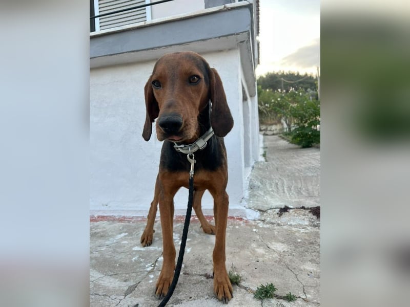Chooper – Ein junger Hund mit großem Herzen sucht sein Zuhause