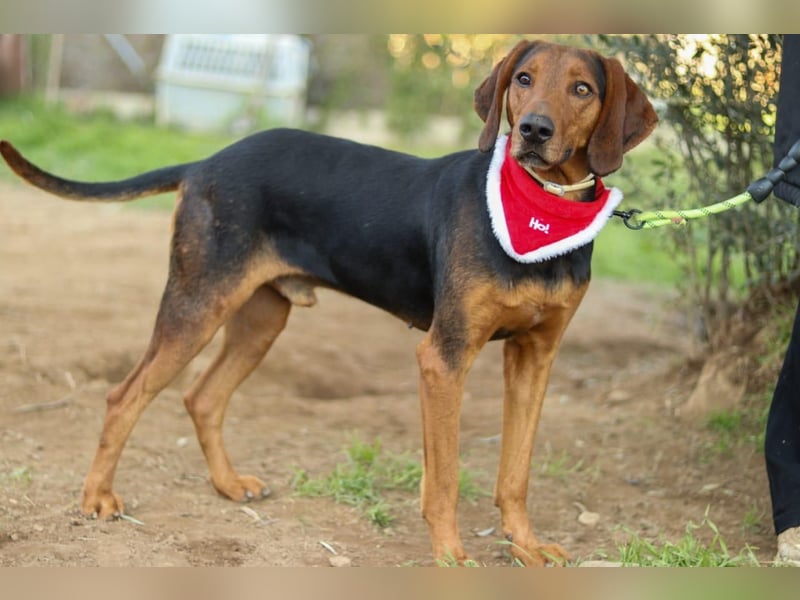 Chooper – Ein junger Hund mit großem Herzen sucht sein Zuhause