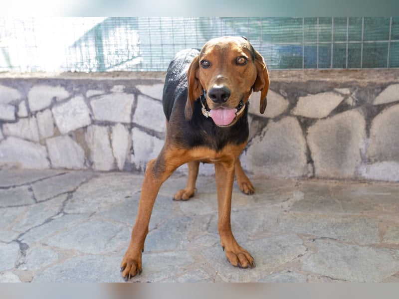 Chooper – Ein junger Hund mit großem Herzen sucht sein Zuhause