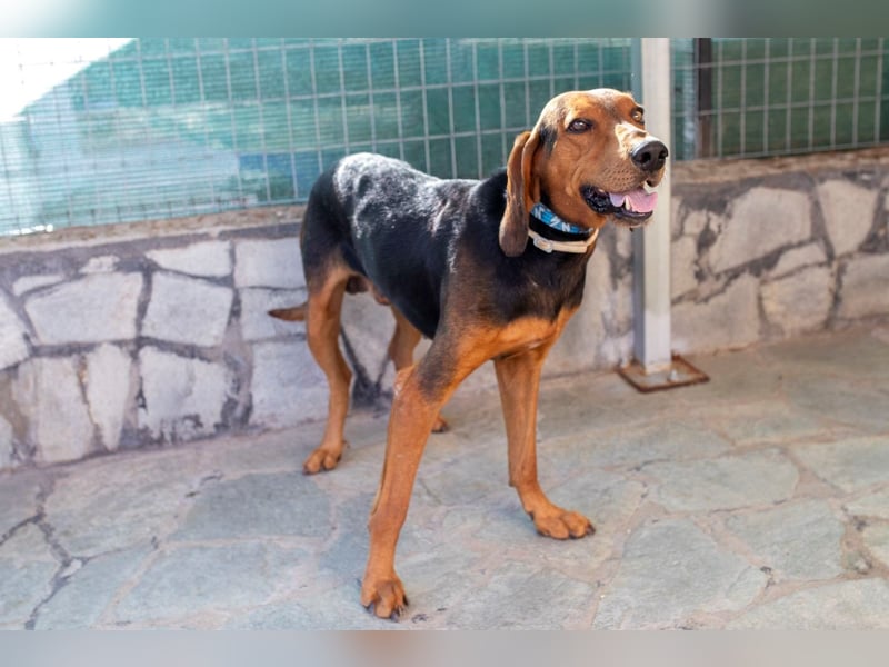 Chooper – Ein junger Hund mit großem Herzen sucht sein Zuhause