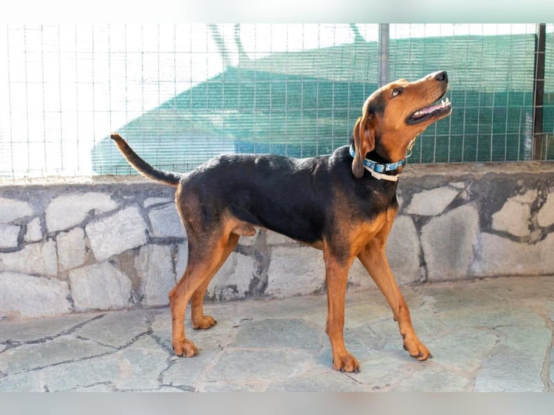 Chooper – Ein junger Hund mit großem Herzen sucht sein Zuhause