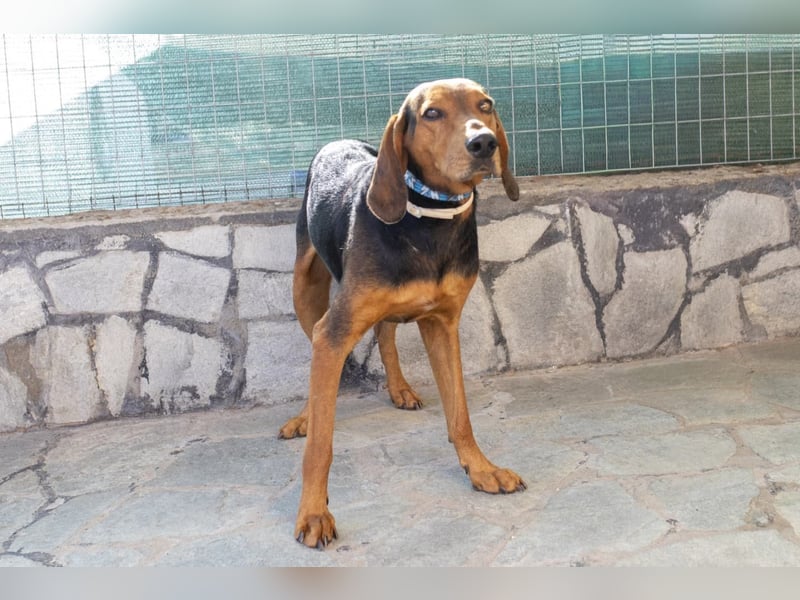 Chooper – Ein junger Hund mit großem Herzen sucht sein Zuhause