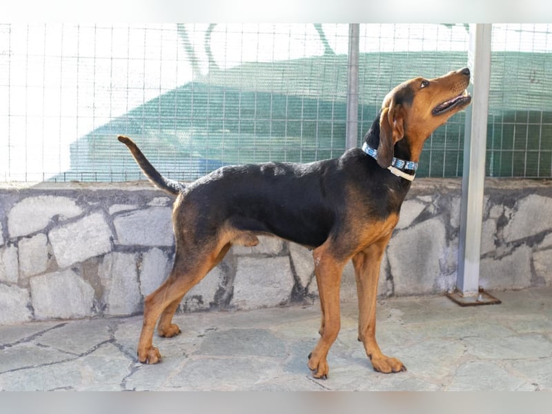 Chooper – Ein junger Hund mit großem Herzen sucht sein Zuhause