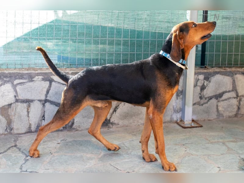 Chooper – Ein junger Hund mit großem Herzen sucht sein Zuhause