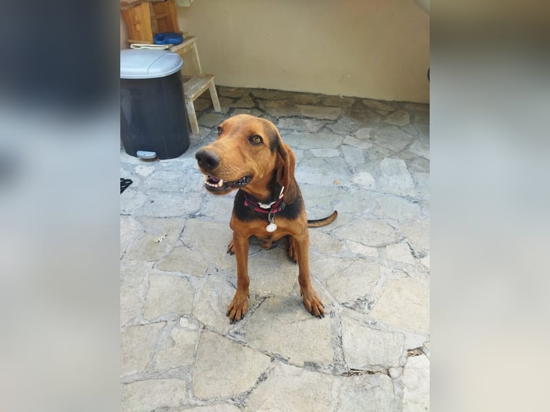 Chooper – Ein junger Hund mit großem Herzen sucht sein Zuhause