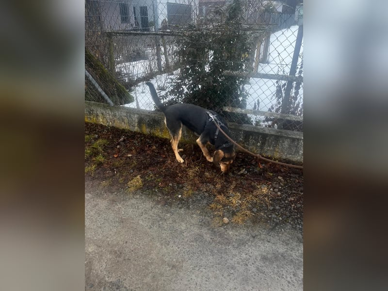 Familienhund wartet bei Würzburg