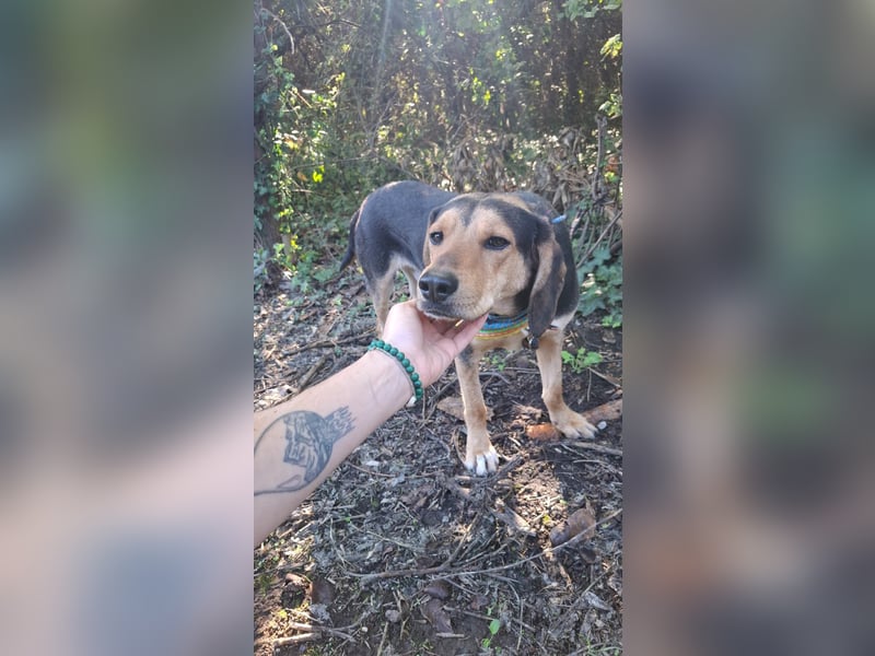 Familienhund wartet bei Würzburg