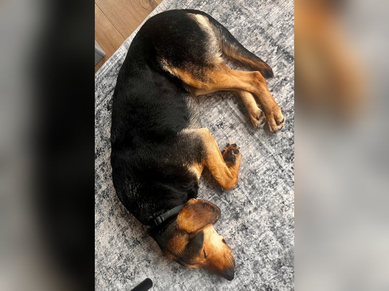 Familienhund wartet bei Würzburg