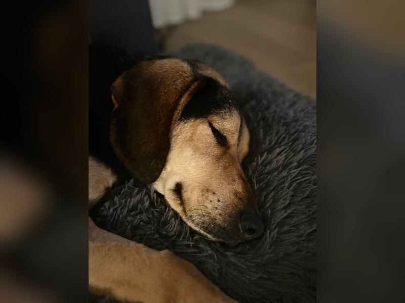 Familienhund wartet bei Würzburg