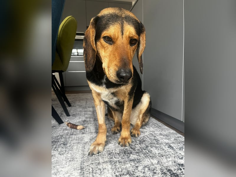 Familienhund wartet bei Würzburg