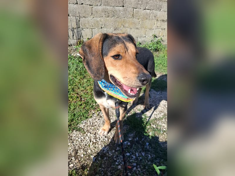 Familienhund wartet bei Würzburg