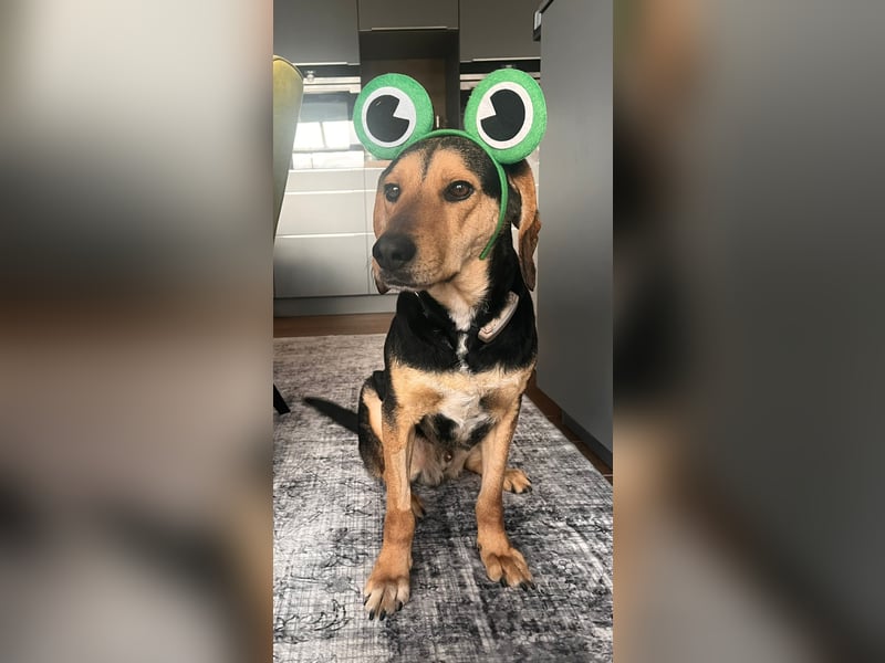 Familienhund wartet bei Würzburg