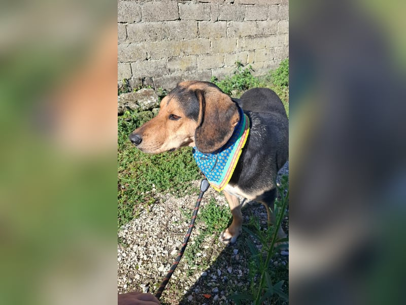 Familienhund wartet bei Würzburg