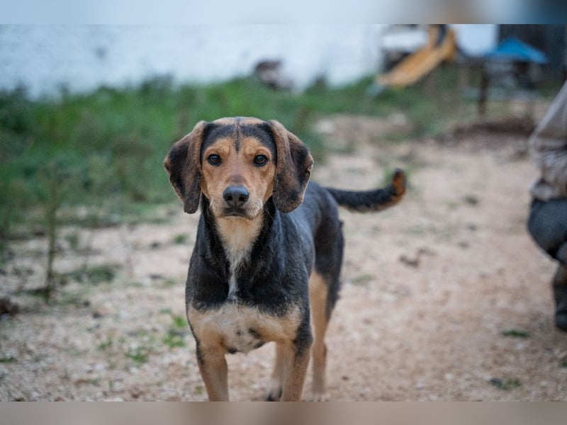 Familienhund wartet bei Würzburg