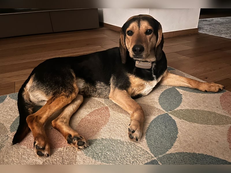 Familienhund wartet bei Würzburg