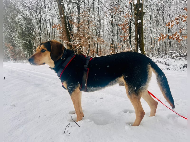 Familienhund wartet bei Würzburg