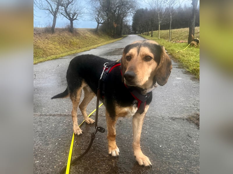 Familienhund wartet bei Würzburg