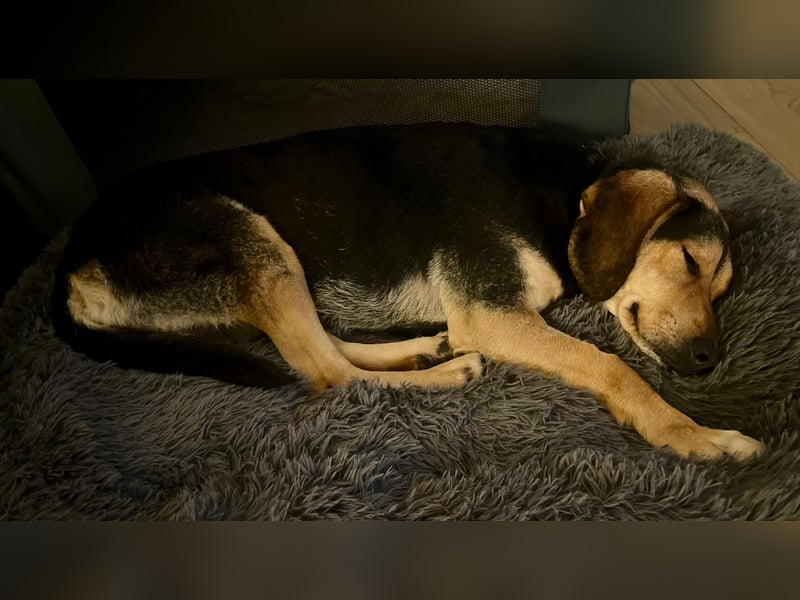 Familienhund wartet bei Würzburg